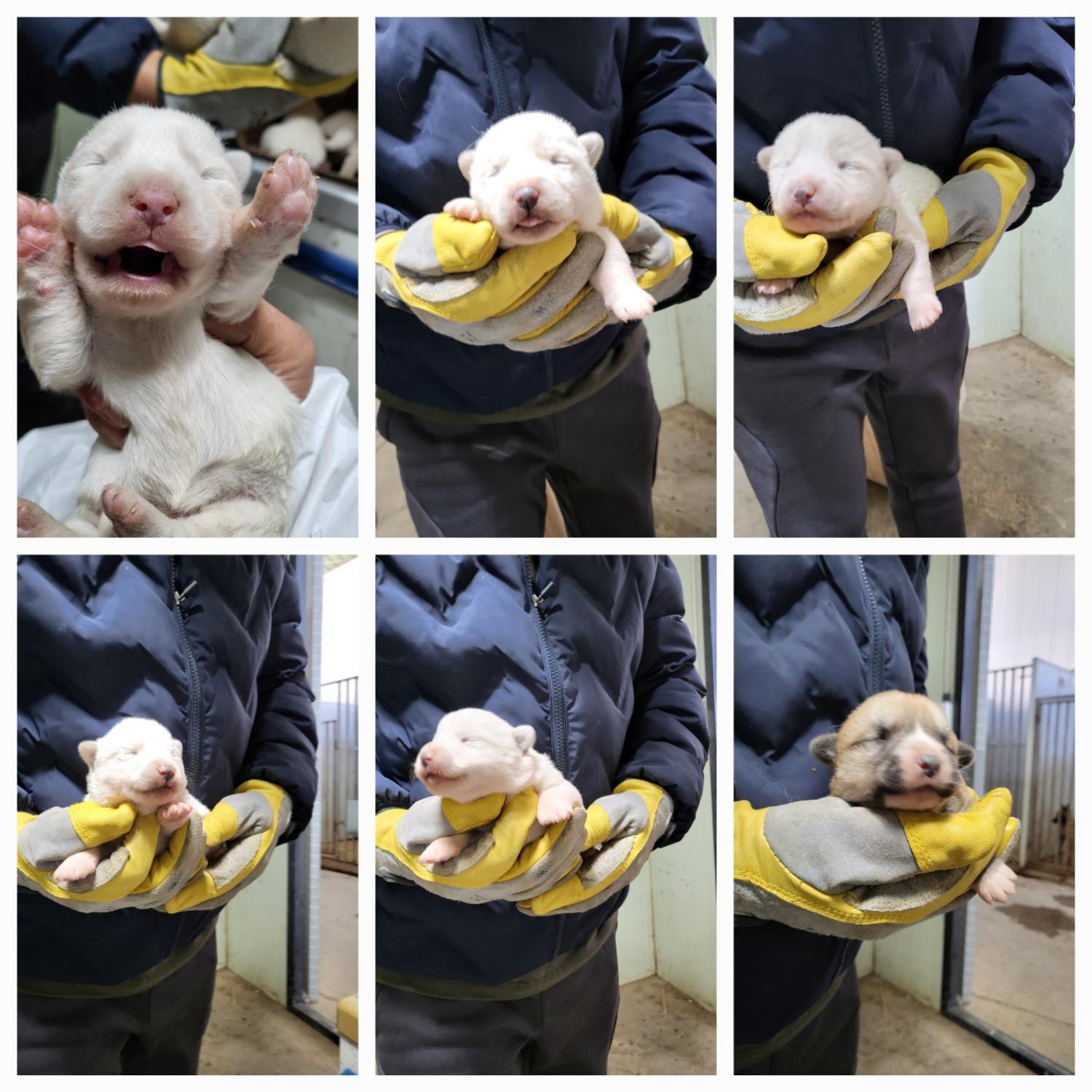 믹스견 이미지 파일 입니다.